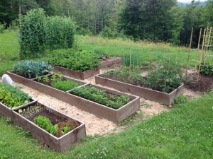 Garden 070915 IMG_0210